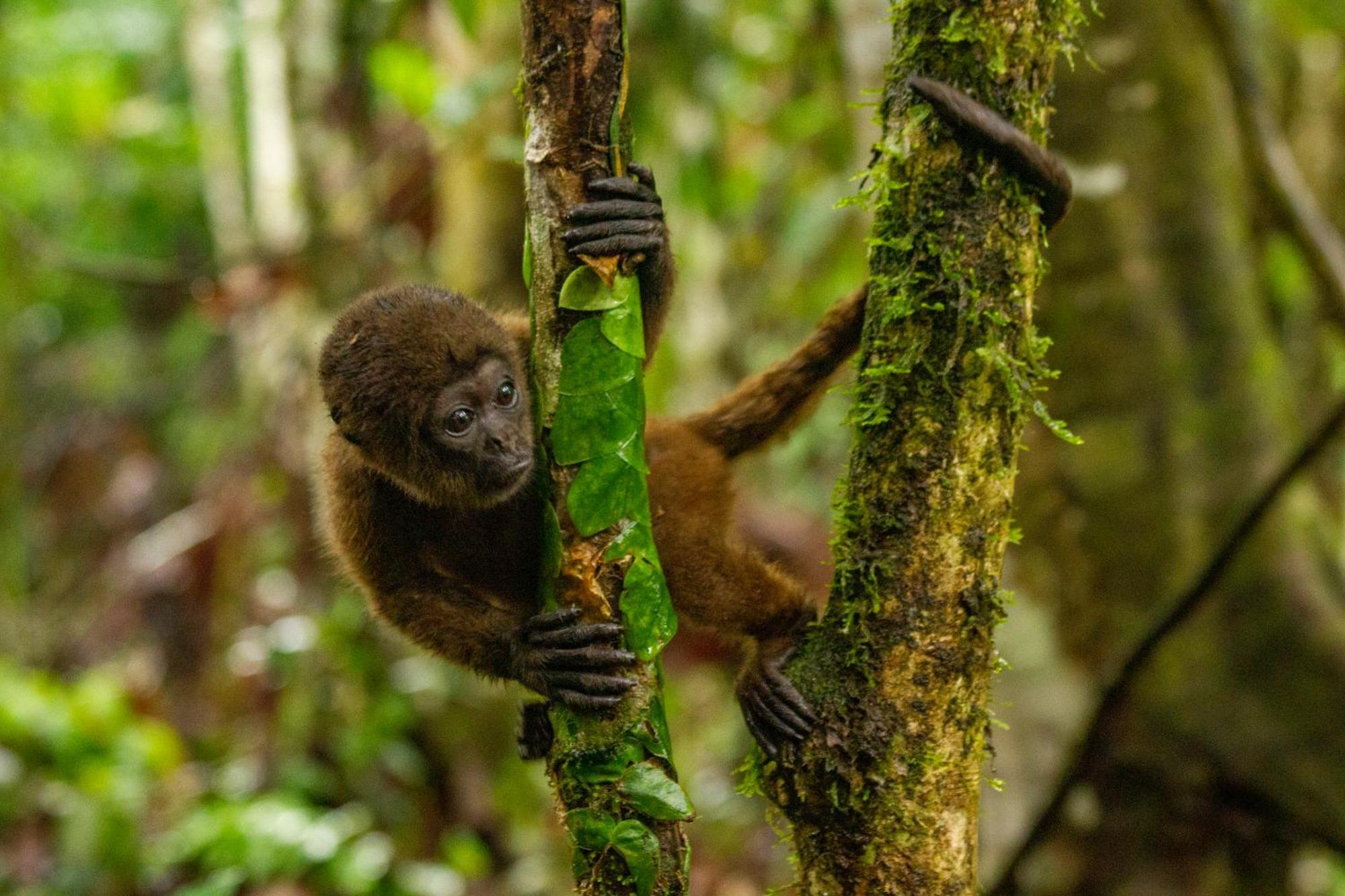 Suchipakari Amazon Eco -Lodge & Jungle Reserve Puerto Misahuallí Kültér fotó