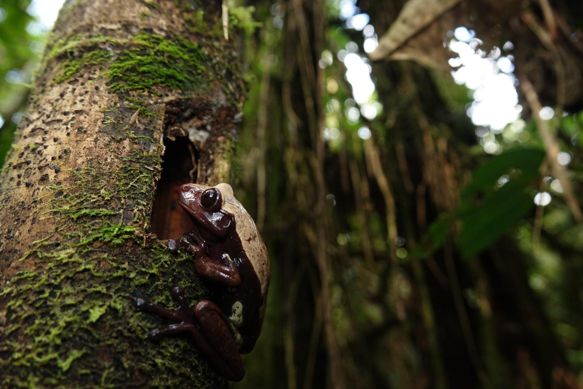 Suchipakari Amazon Eco -Lodge & Jungle Reserve Puerto Misahuallí Kültér fotó